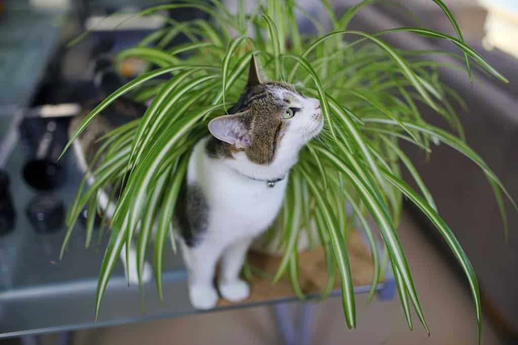 kamerplant kat